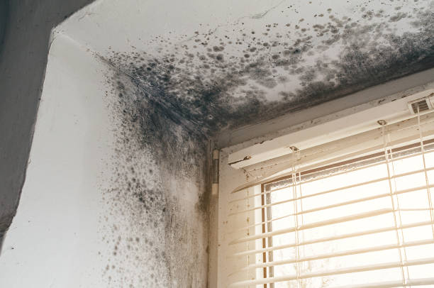 Affordable Mold Cleanup solutions in Riverton, NJ